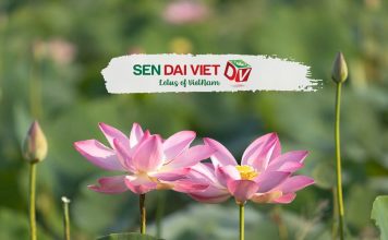 Sen Đại Việt – Nét Đẹp Văn Hóa Ẩm Thực Việt Nam Sen Đại Việt - Nét Đẹp Văn Hóa Ẩm Thực Việt Nam